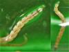 Dasyhelea sp.